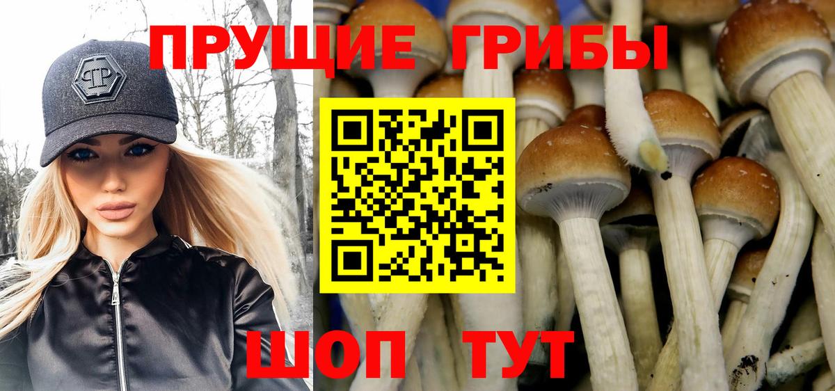 Богданович  Псилоцибиновые грибы Psilocybine cubensis  Вход с VPN 